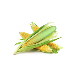 Votre site Erotique Fruits Défendus Eco Green Stimulateur