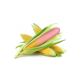 Votre site Erotique Fruits Défendus Eco Green Stimulateur